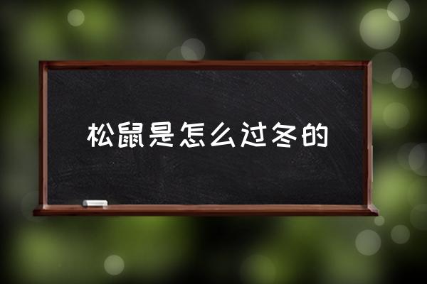 松鼠是怎么過冬的 松鼠要冬眠嗎？