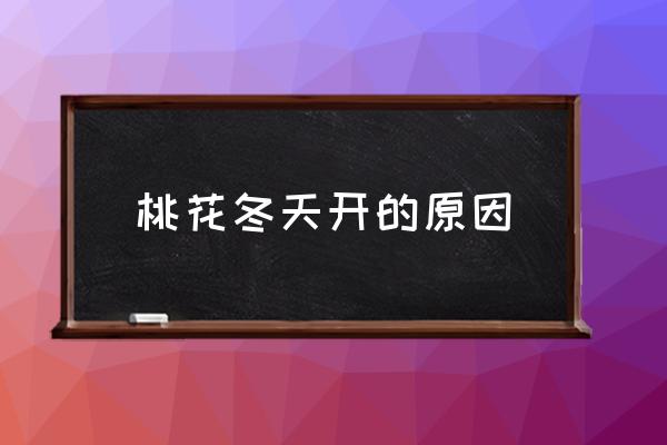 桃花冬天開的原因 桃花的花期有多長？