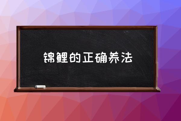 錦鯉的正確養(yǎng)法 錦鯉魚花如何養(yǎng)？