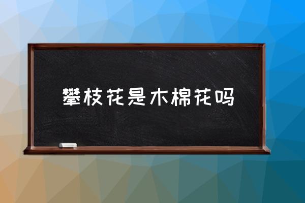 攀枝花是木棉花嗎 攀枝花是什么花？