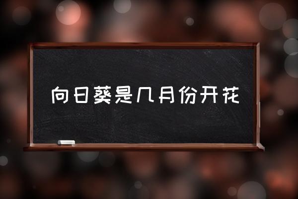 向日葵是幾月份開花 向日葵什么時候開花？