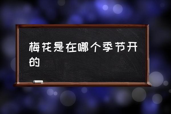 梅花是在哪個(gè)季節(jié)開的 梅花什么時(shí)間最好看？
