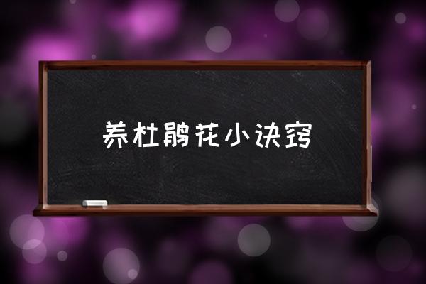 養(yǎng)杜鵑花小訣竅 杜鵑什么時候開花？