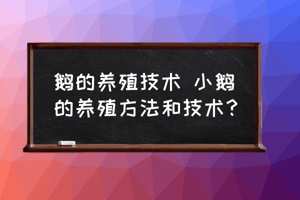 鵝的養(yǎng)殖技術(shù) 小鵝的養(yǎng)殖方法和技術(shù)？
