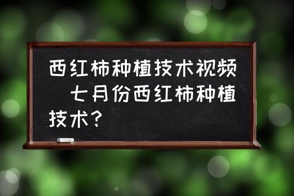 西紅柿種植技術(shù)視頻(七月份西紅柿種植技術(shù)？)