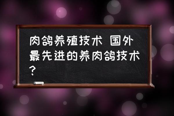 肉鴿養(yǎng)殖技術 國外最先進的養(yǎng)肉鴿技術？