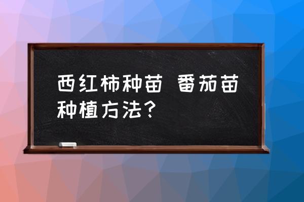 西紅柿種苗 番茄苗種植方法？