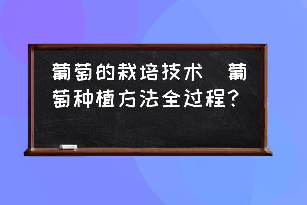 葡萄的栽培技術(shù)(葡萄種植方法全過(guò)程？)
