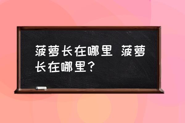 菠蘿長在哪里 菠蘿長在哪里？
