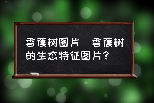香蕉樹(shù)圖片(香蕉樹(shù)的生態(tài)特征圖片？)