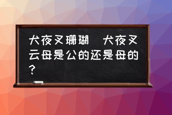 犬夜叉珊瑚(犬夜叉云母是公的還是母的？)