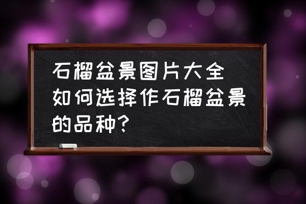 石榴盆景圖片大全(如何選擇作石榴盆景的品種？)