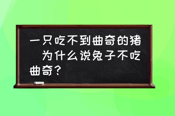 一只吃不到曲奇的豬(為什么說兔子不吃曲奇？)