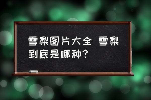 雪梨圖片大全 雪梨到底是哪種？