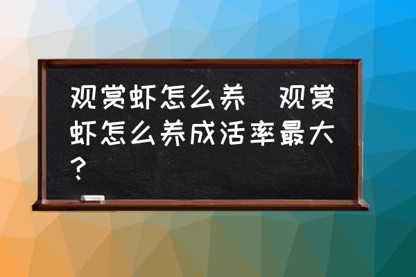 觀賞蝦怎么養(yǎng)(觀賞蝦怎么養(yǎng)成活率最大？)