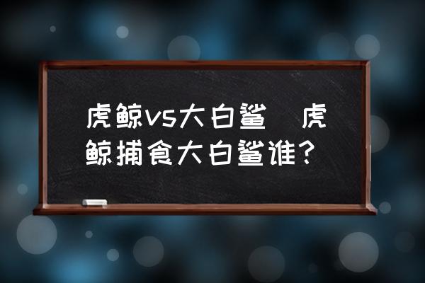 虎鯨vs大白鯊(虎鯨捕食大白鯊誰(shuí)？)