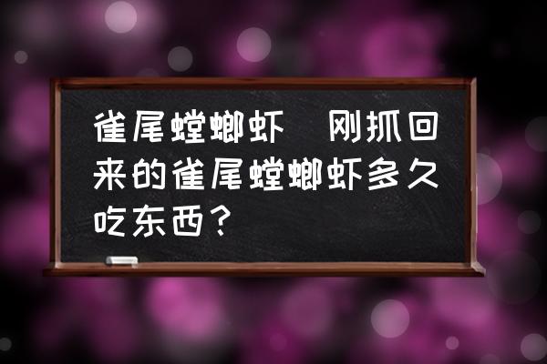 雀尾螳螂蝦(剛抓回來的雀尾螳螂蝦多久吃東西？)
