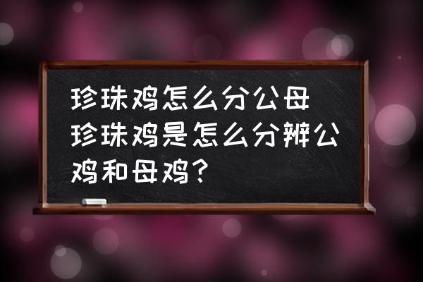 珍珠雞怎么分公母(珍珠雞是怎么分辨公雞和母雞？)