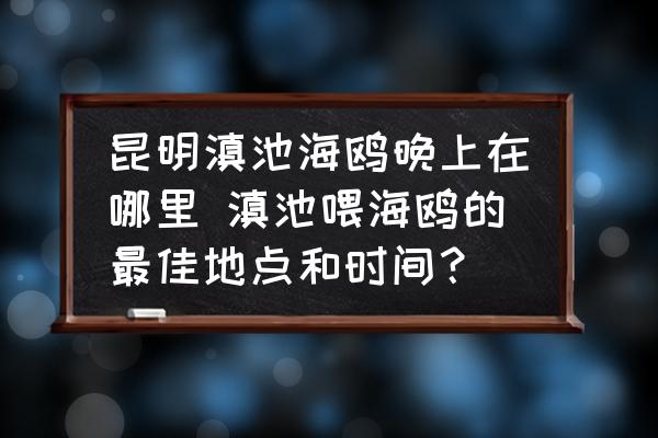 昆明滇池海鷗晚上在哪里 滇池喂海鷗的最佳地點和時間？
