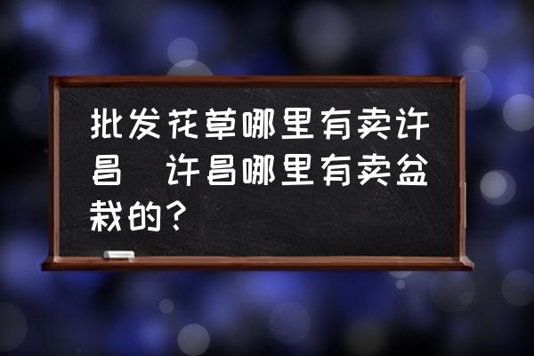 批發(fā)花草哪里有賣許昌(許昌哪里有賣盆栽的？)