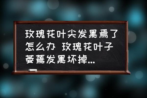 玫瑰花葉尖發(fā)黑焉了怎么辦 玫瑰花葉子萎蔫發(fā)黑壞掉是什么原因？
