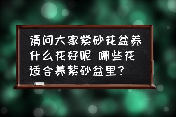 請問大家紫砂花盆養(yǎng)什么花好呢 哪些花適合養(yǎng)紫砂盆里？