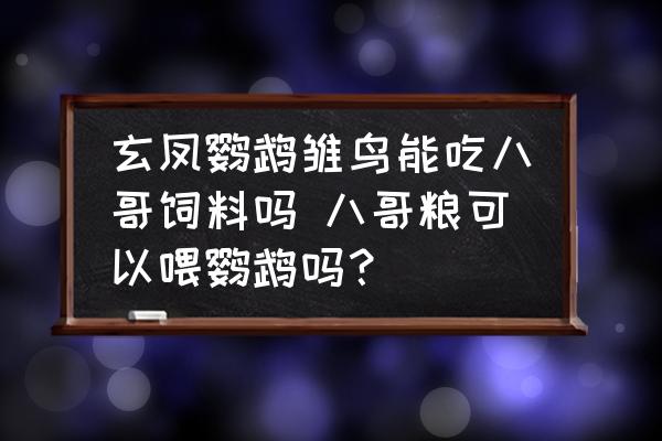 玄鳳鸚鵡雛鳥能吃八哥飼料嗎 八哥糧可以喂鸚鵡嗎？