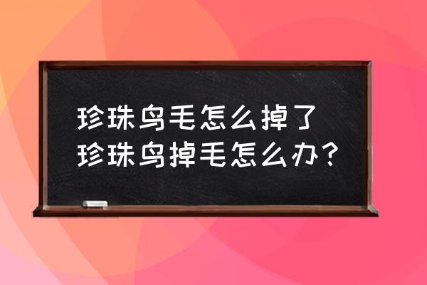 珍珠鳥毛怎么掉了 珍珠鳥掉毛怎么辦？