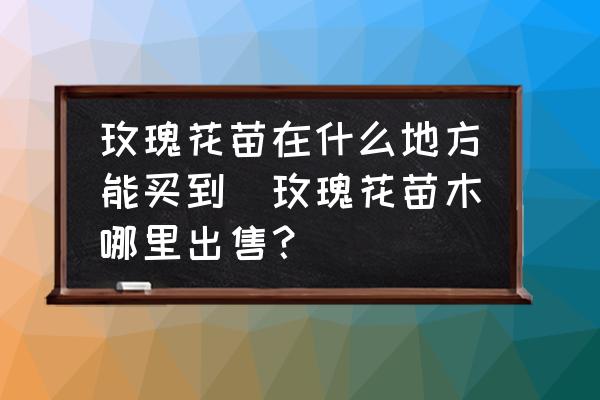 玫瑰花苗在什么地方能買到(玫瑰花苗木哪里出售？)