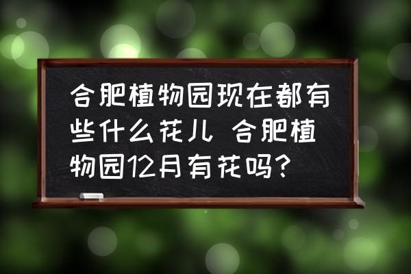 合肥植物園現(xiàn)在都有些什么花兒 合肥植物園12月有花嗎？
