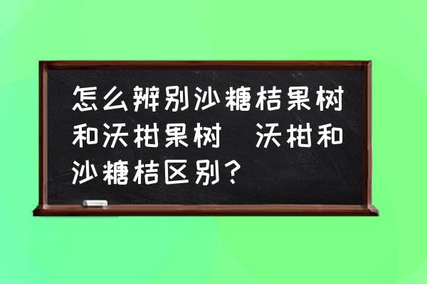 怎么辨別沙糖桔果樹和沃柑果樹(沃柑和沙糖桔區(qū)別？)