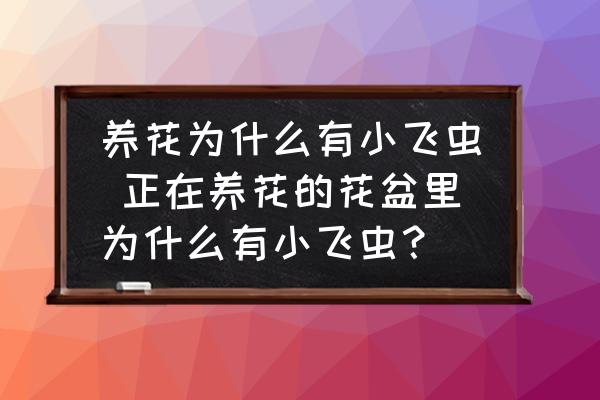 養(yǎng)花為什么有小飛蟲 正在養(yǎng)花的花盆里為什么有小飛蟲？