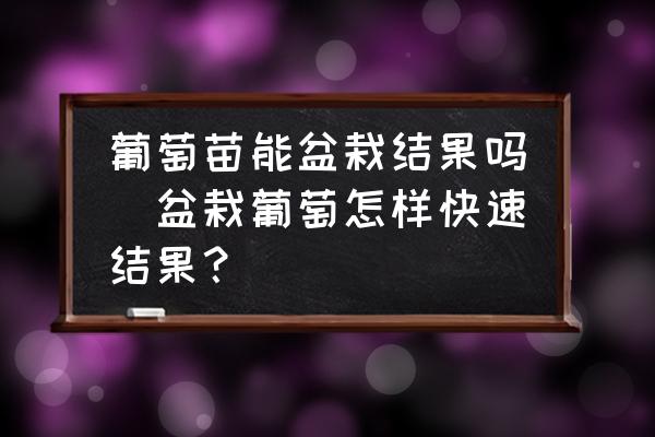 葡萄苗能盆栽結(jié)果嗎(盆栽葡萄怎樣快速結(jié)果？)