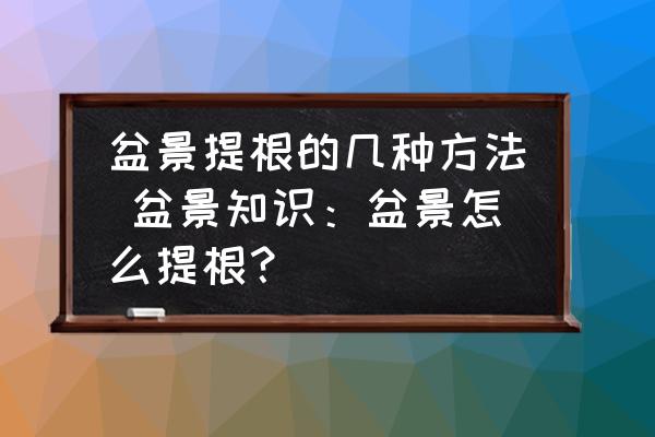 盆景提根的幾種方法 盆景知識：盆景怎么提根？