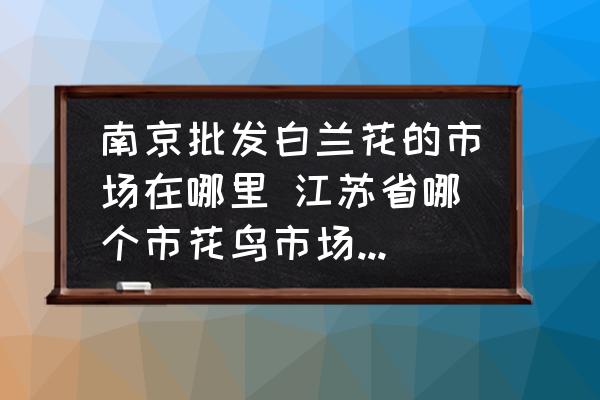 南京批發(fā)白蘭花的市場在哪里 江蘇省哪個市花鳥市場賣蘭花的比較多？