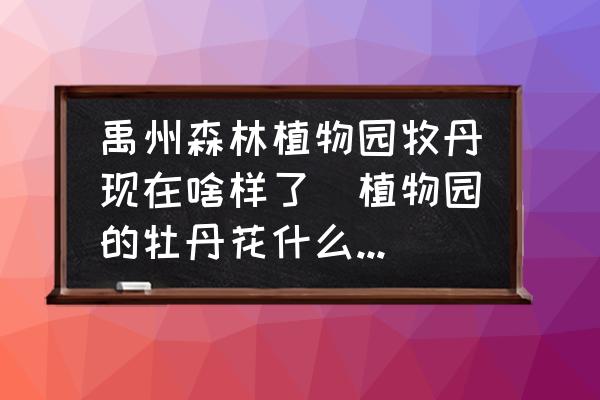 禹州森林植物園牧丹現(xiàn)在啥樣了(植物園的牡丹花什么時(shí)間開(kāi)花？)