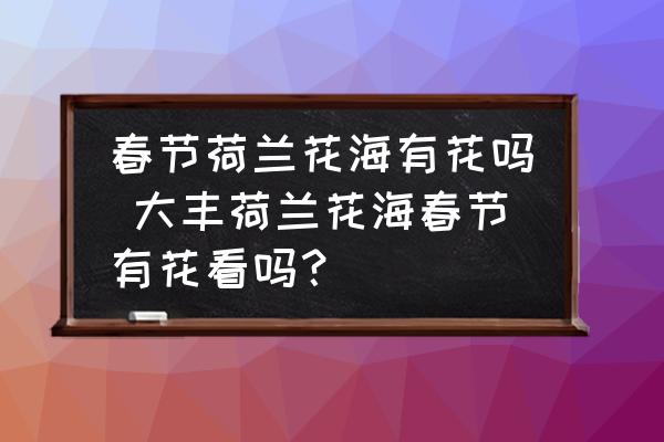 春節(jié)荷蘭花海有花嗎 大豐荷蘭花海春節(jié)有花看嗎？