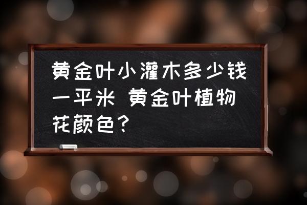 黃金葉小灌木多少錢一平米 黃金葉植物花顏色？