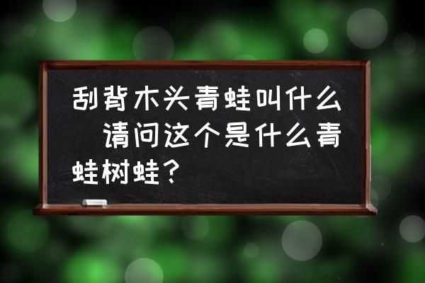 刮背木頭青蛙叫什么(請問這個是什么青蛙樹蛙？)
