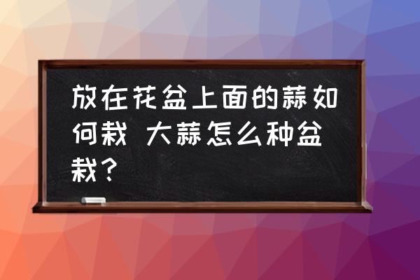 放在花盆上面的蒜如何栽 大蒜怎么種盆栽？