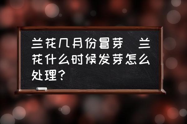 蘭花幾月份冒芽(蘭花什么時候發(fā)芽怎么處理？)