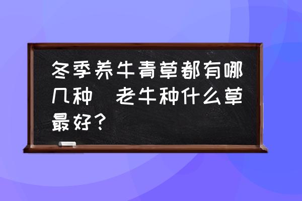冬季養(yǎng)牛青草都有哪幾種(老牛種什么草最好？)