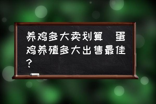 養(yǎng)雞多大賣(mài)劃算(蛋雞養(yǎng)殖多大出售最佳？)