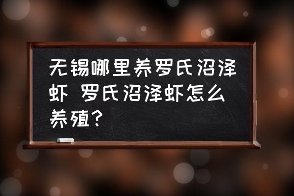 無錫哪里養(yǎng)羅氏沼澤蝦 羅氏沼澤蝦怎么養(yǎng)殖？