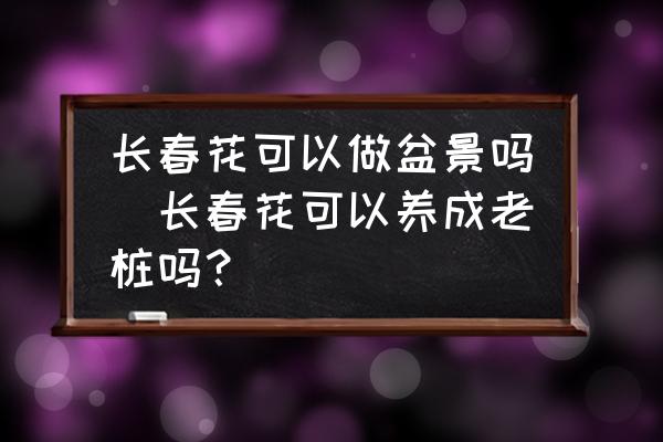 長春花可以做盆景嗎(長春花可以養(yǎng)成老樁嗎？)