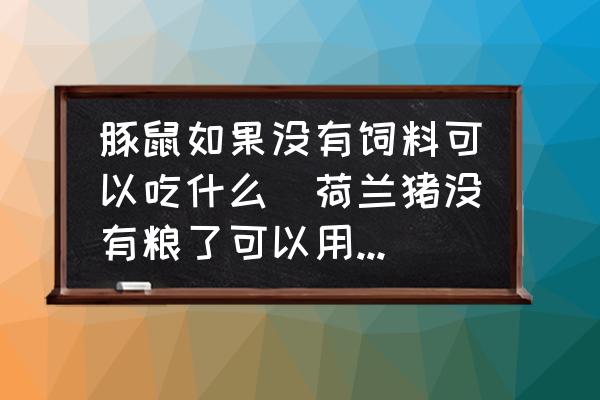 豚鼠如果沒(méi)有飼料可以吃什么(荷蘭豬沒(méi)有糧了可以用什么代替？)