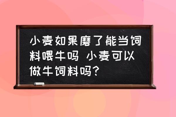 小麥如果磨了能當(dāng)飼料喂牛嗎 小麥可以做牛飼料嗎？