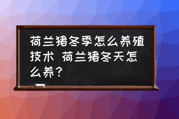 荷蘭豬冬季怎么養(yǎng)殖技術(shù) 荷蘭豬冬天怎么養(yǎng)？