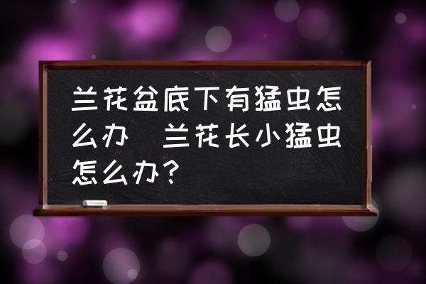 蘭花盆底下有猛蟲怎么辦(蘭花長小猛蟲怎么辦？)