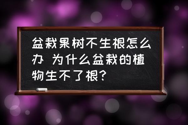 盆栽果樹不生根怎么辦 為什么盆栽的植物生不了根？